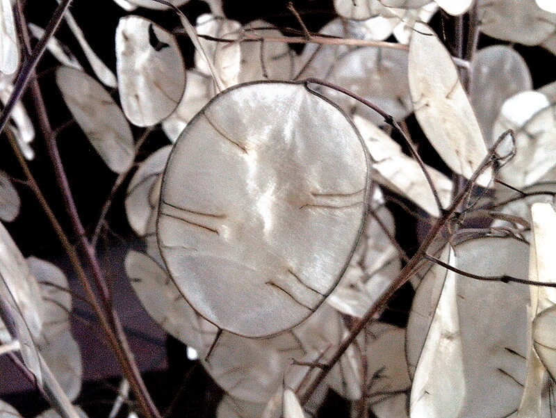 Round Seed Pods on Branches