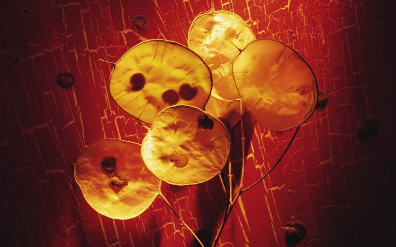 Round Seed Pods