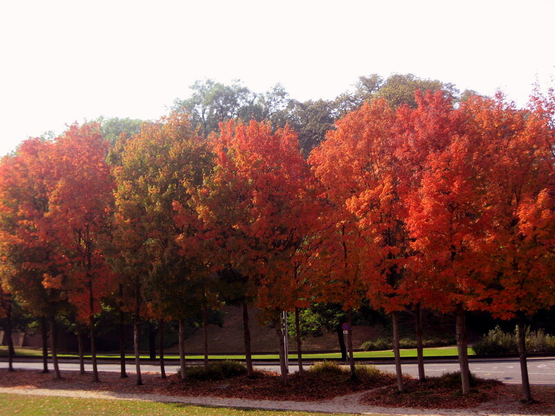 Row of Autumn Trees