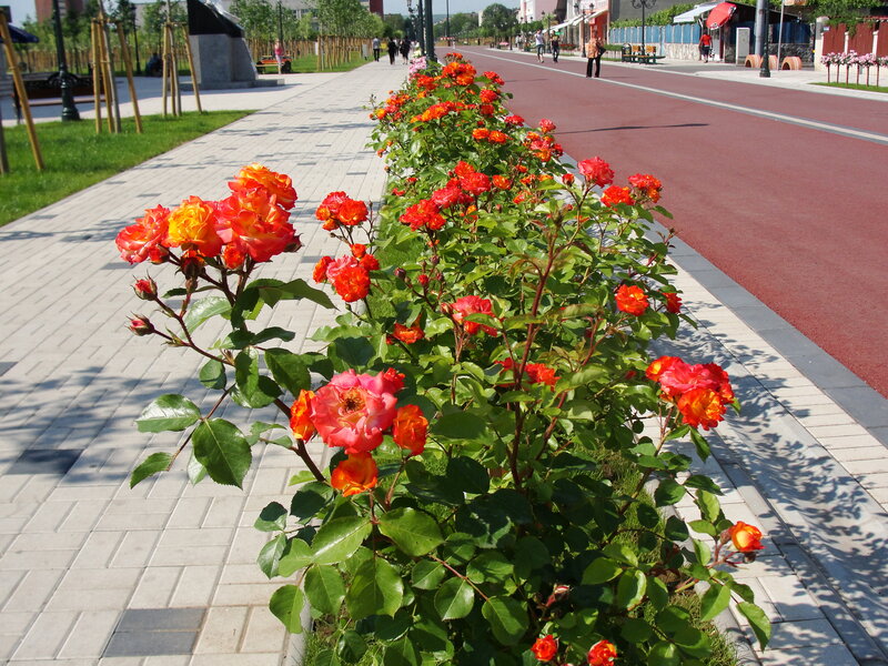 Row of Blooming Roses