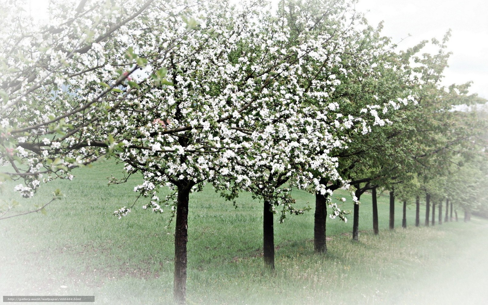 Row of blooming trees