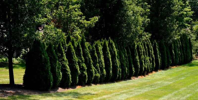 Row of Evergreen Shrubs