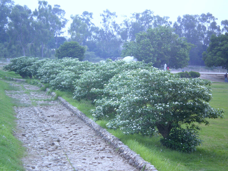 Row of flowering bushes in park