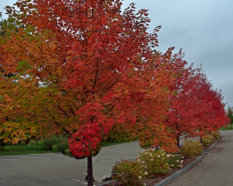 Row of Maple Trees