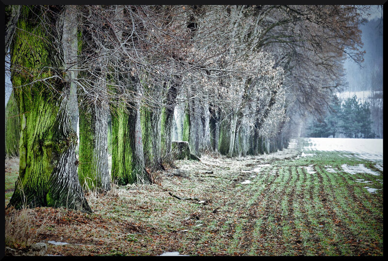 Row of Mossy Trees
