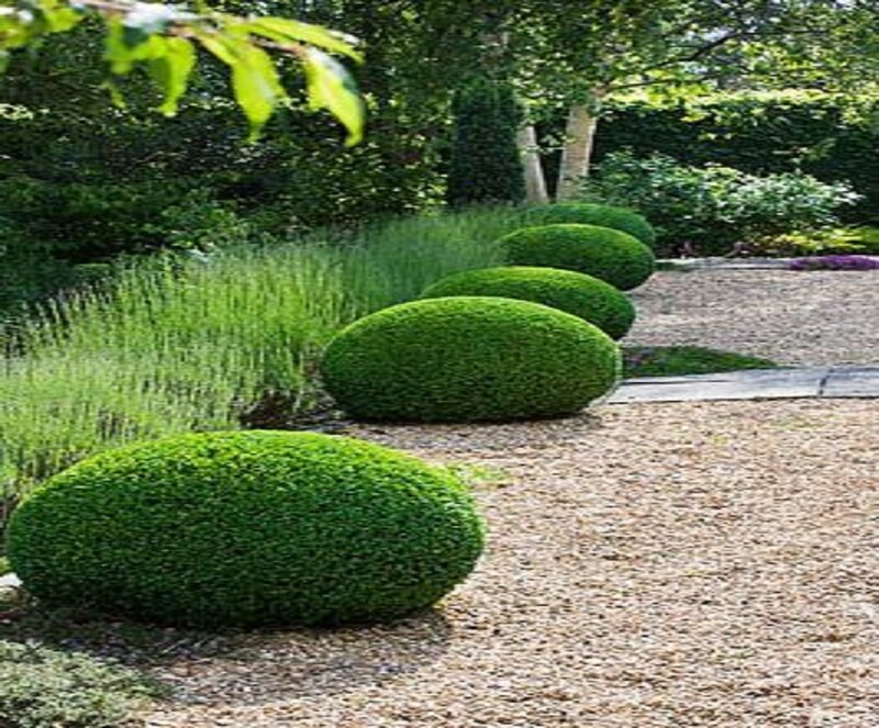 Row of Oval Topiary Bushes