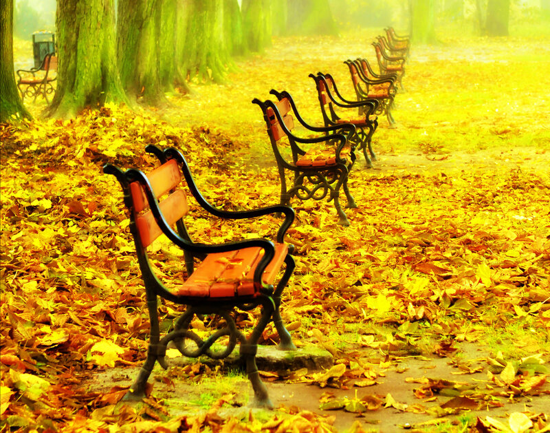 Row of Park Benches