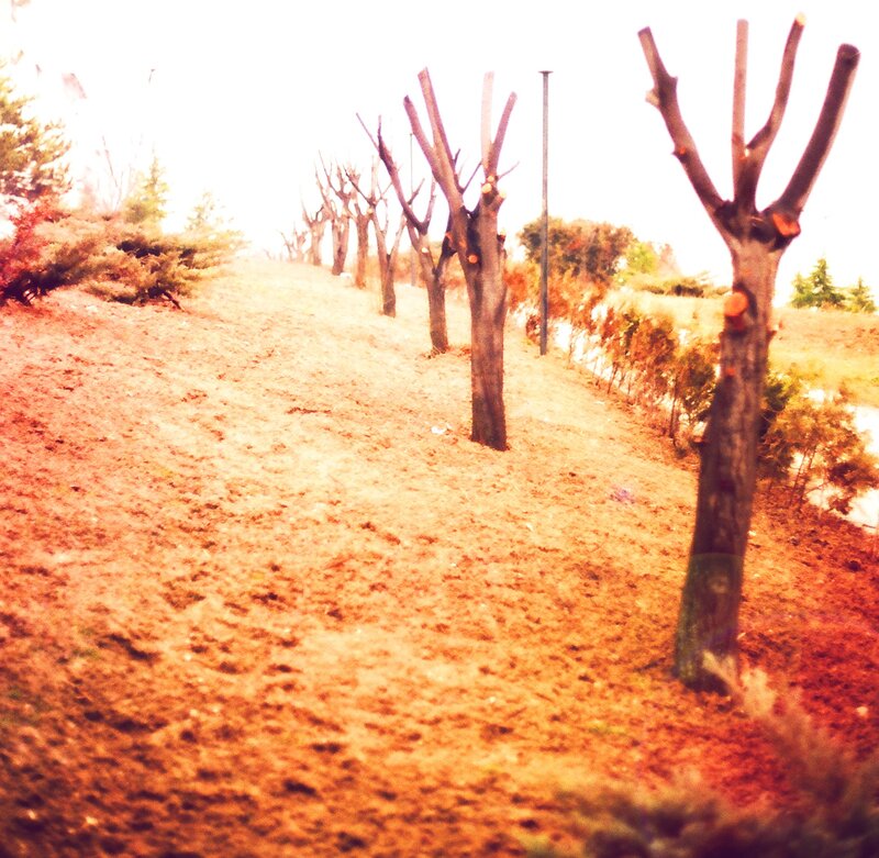 Row of pruned trees on a slope