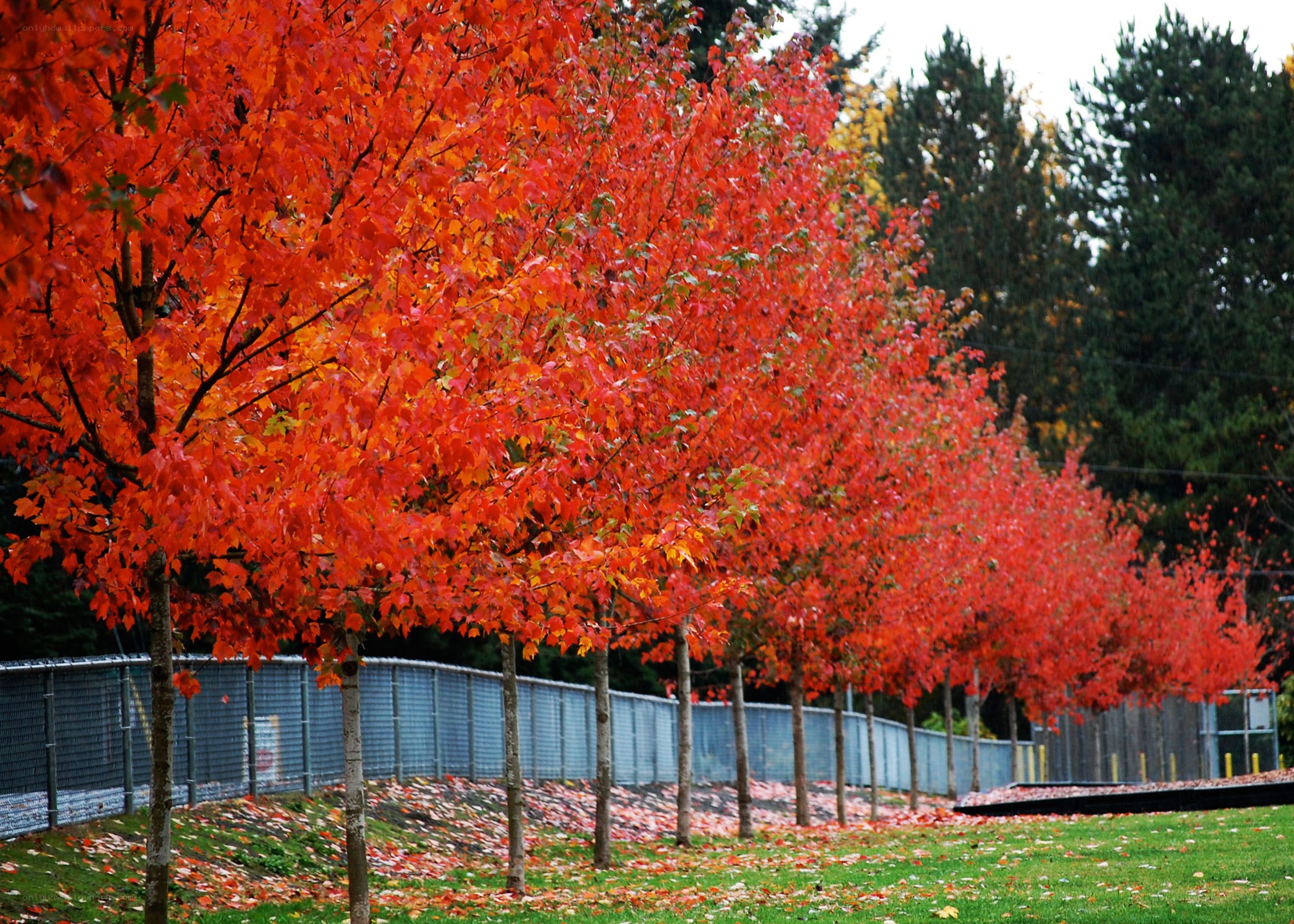 Row of red maple trees
