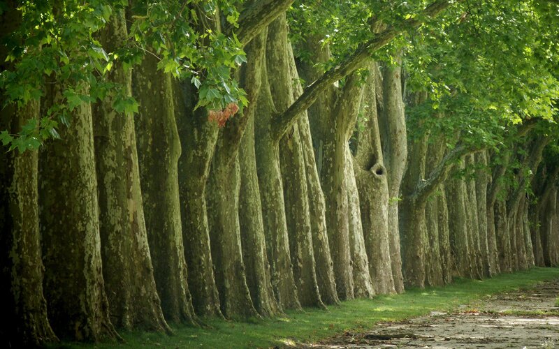 Row of Tall Trees — Green, Serene
