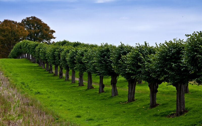 Row of topiary trees on a hill