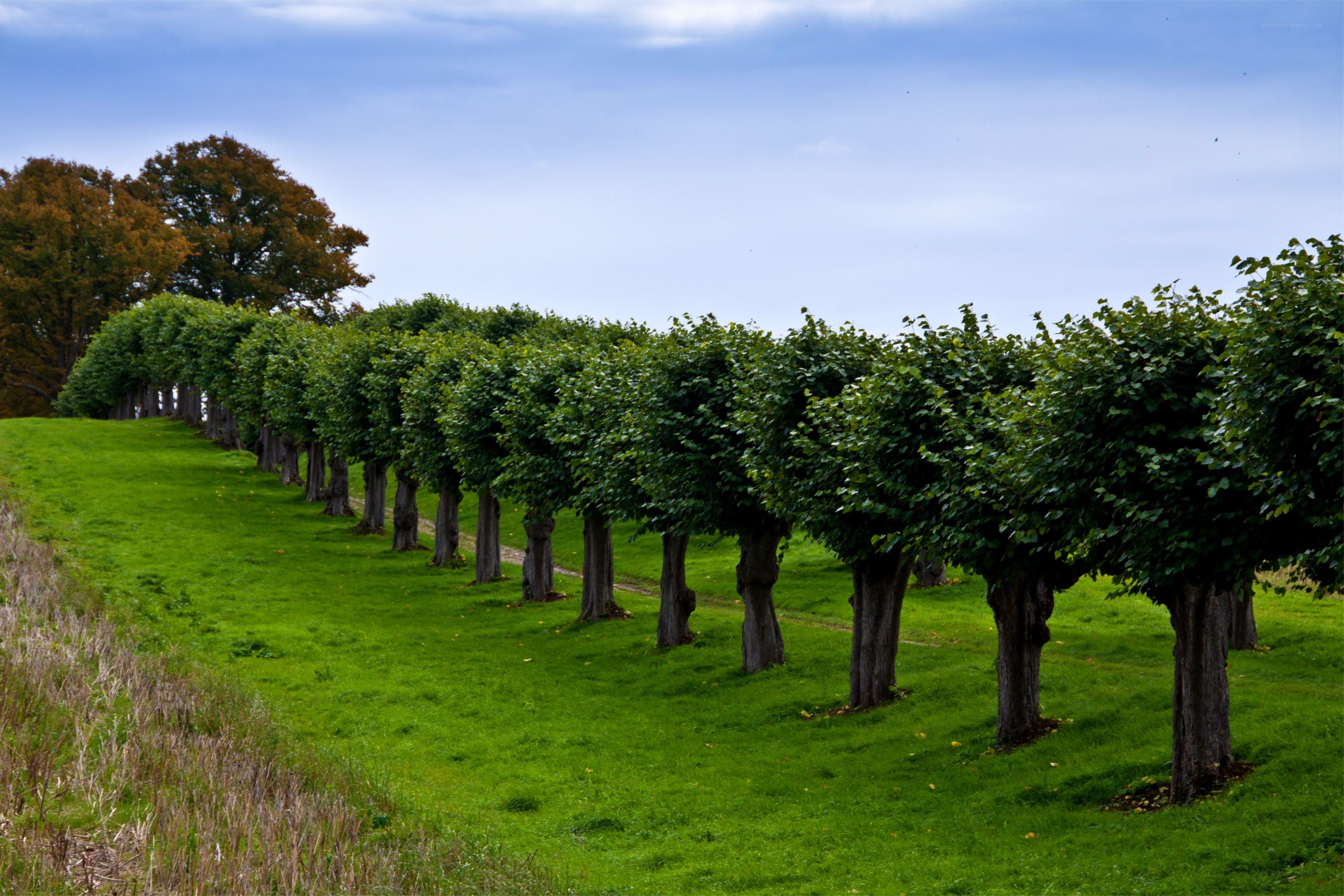 Row of topiary trees on a hill