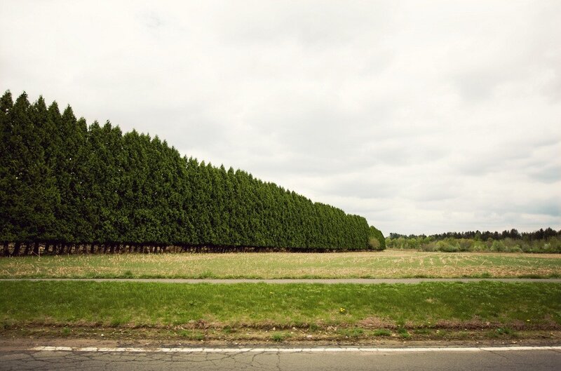 Row of trees along a road
