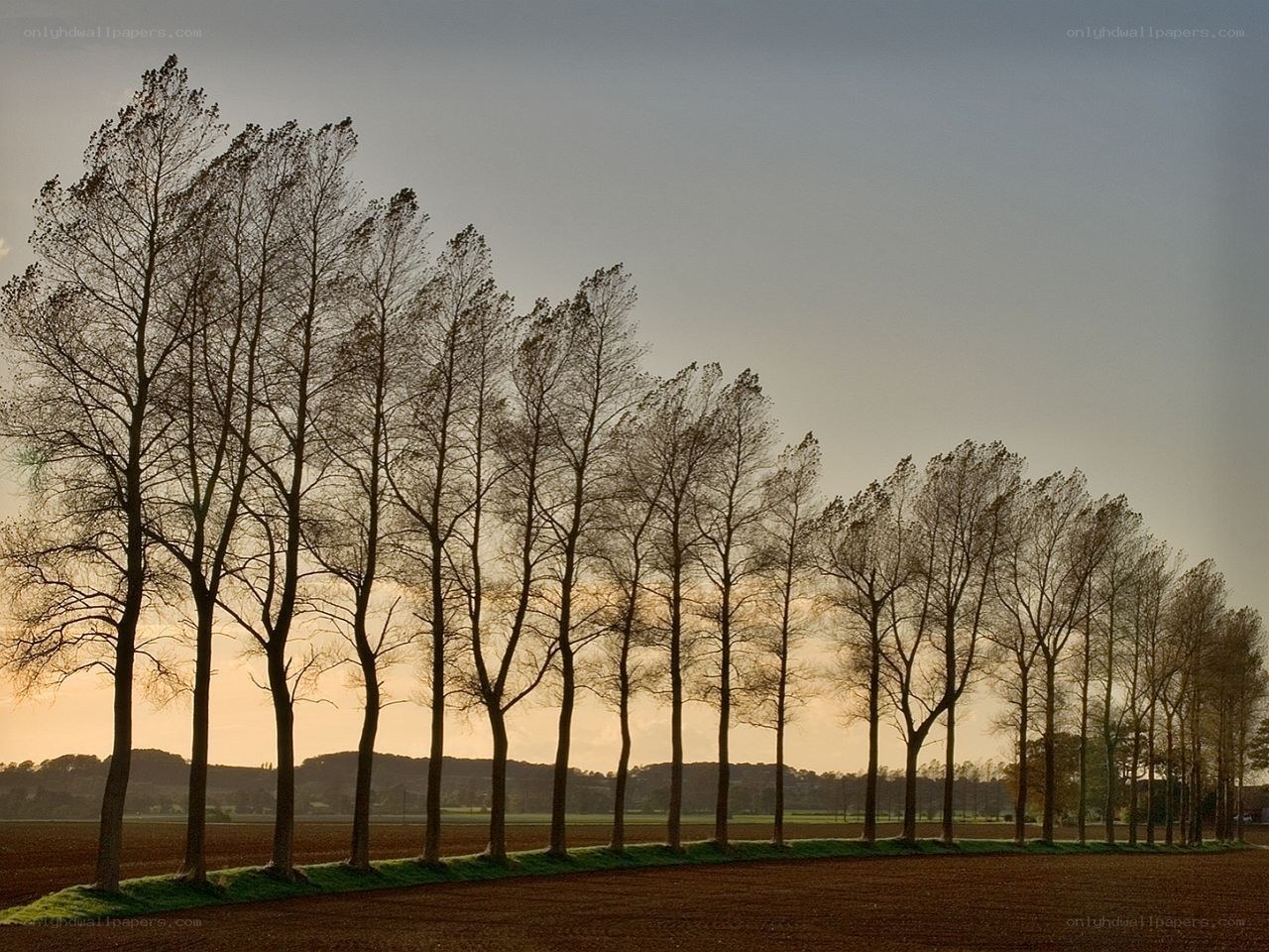 Row of trees at sunset