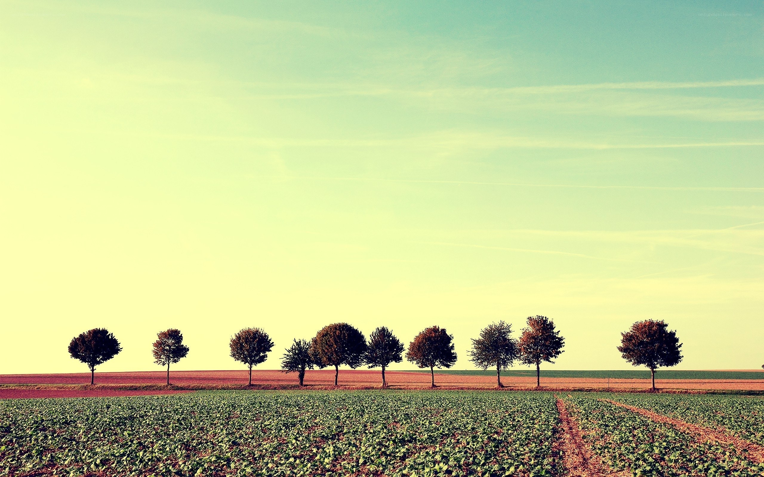 Row of trees in a field