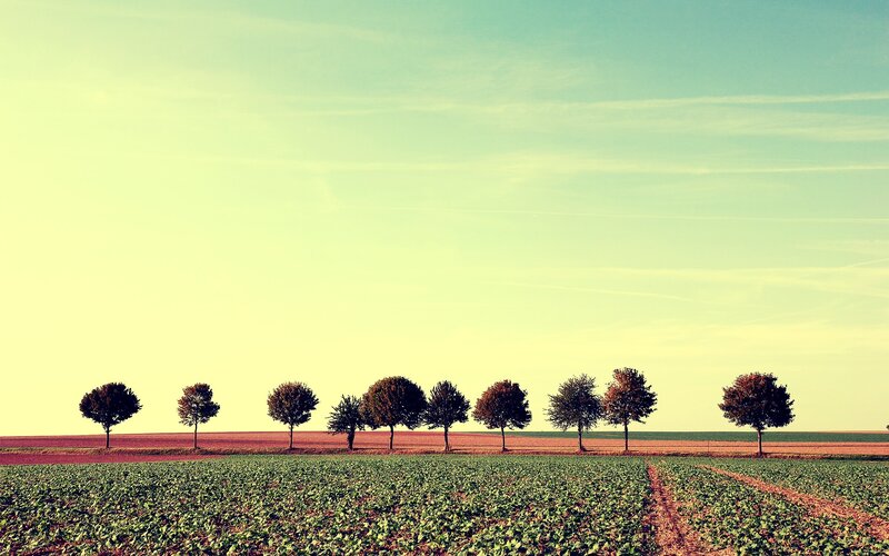 Row of trees in a field