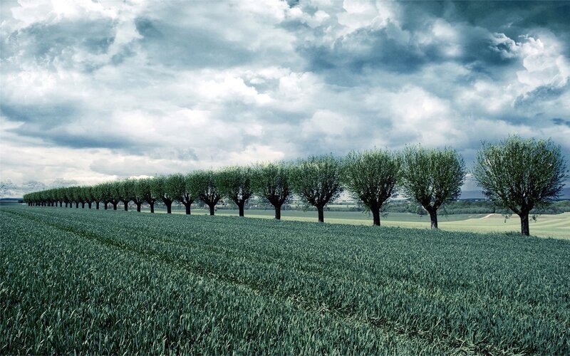 Row of trees in a field