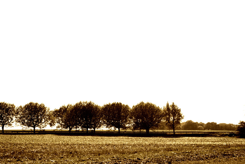 Row of trees in a field