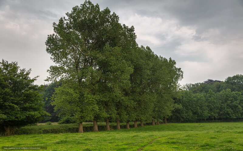 Row of trees in a field