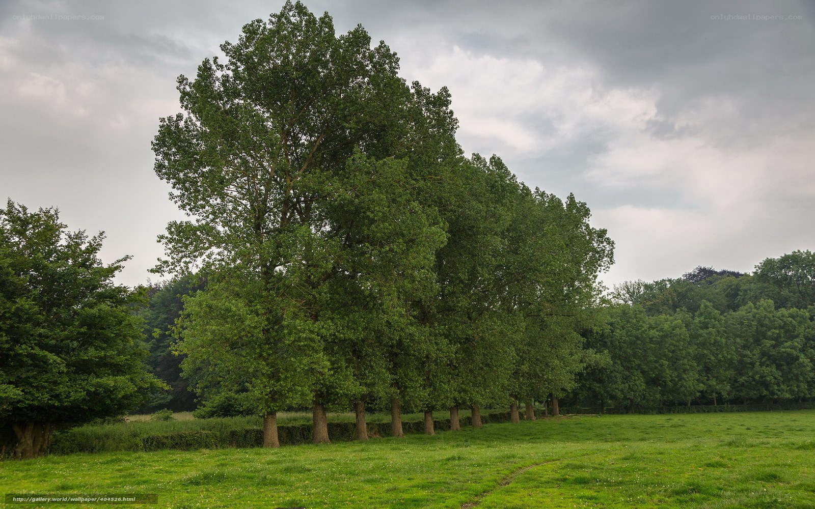 Row of trees in a field