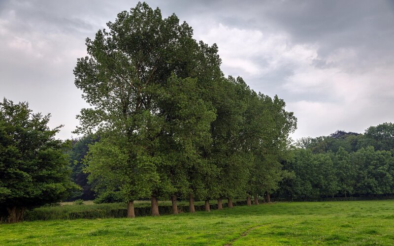 Row of trees in a green field