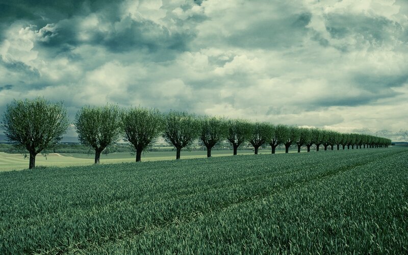 Row of trees in a green field