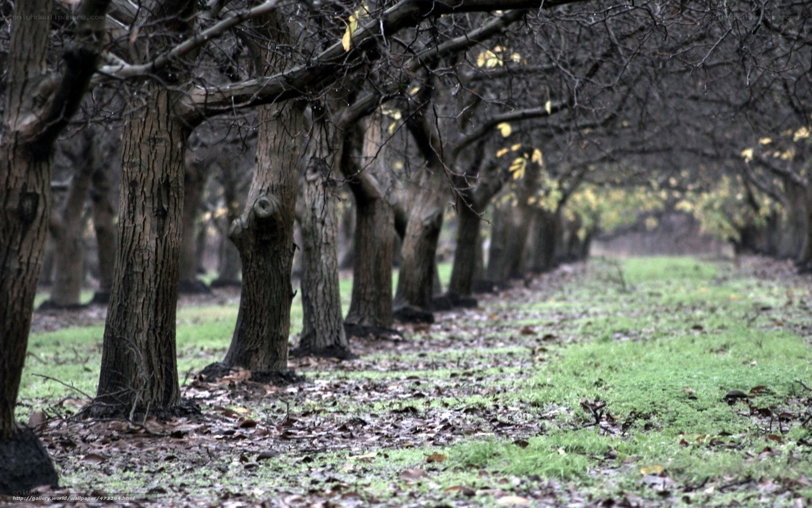 Row of trees in a park
