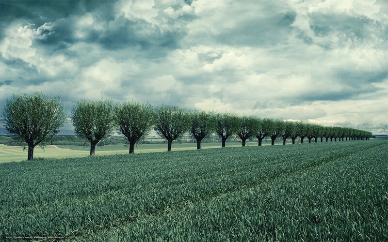 Row of Trees in Field — Green, Dramatic