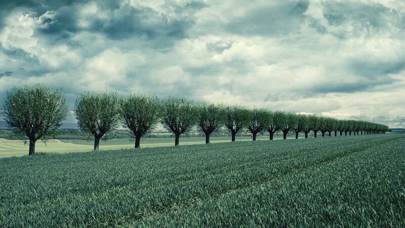 Row of Trees in Field — Green