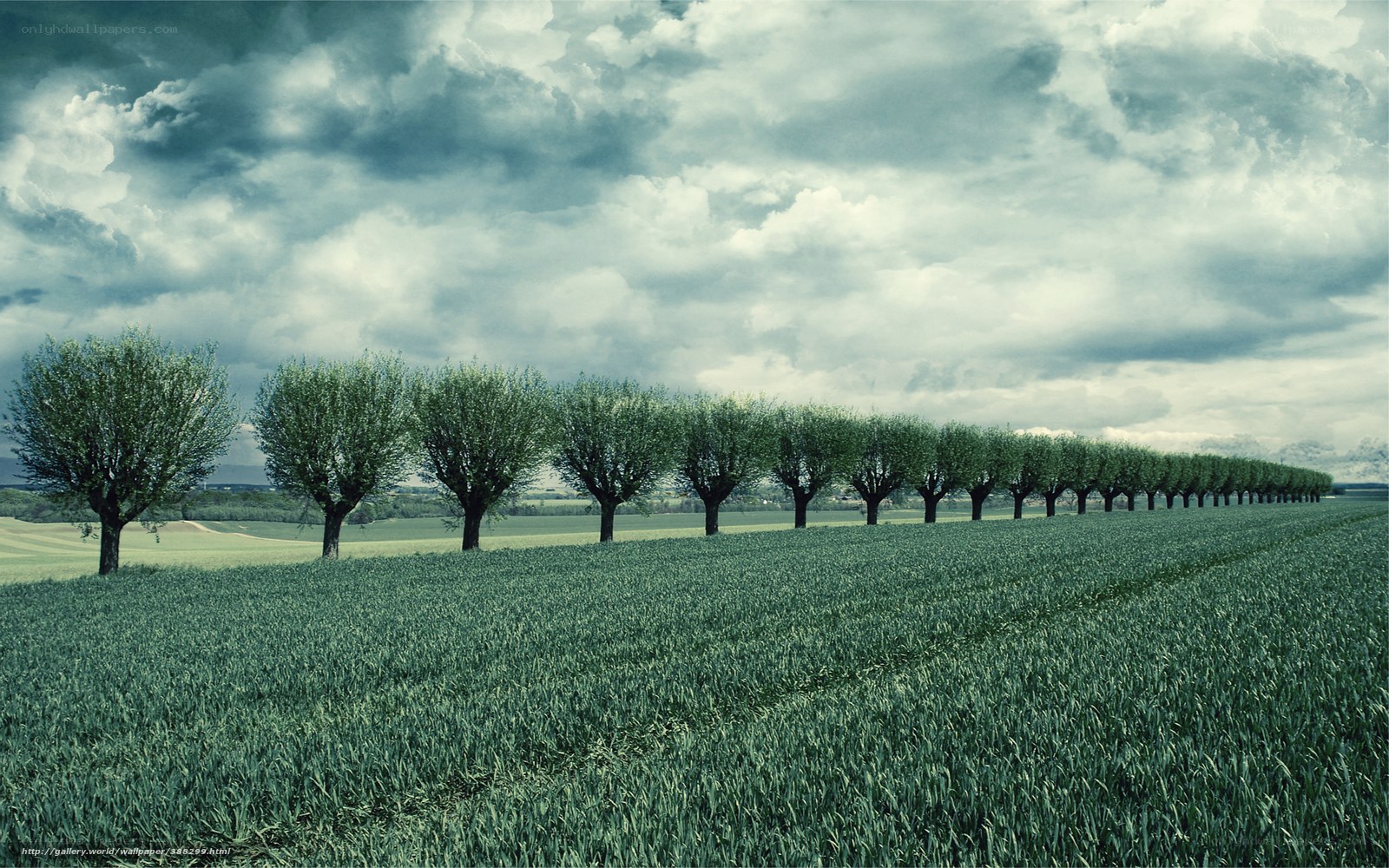 Row of trees in green field