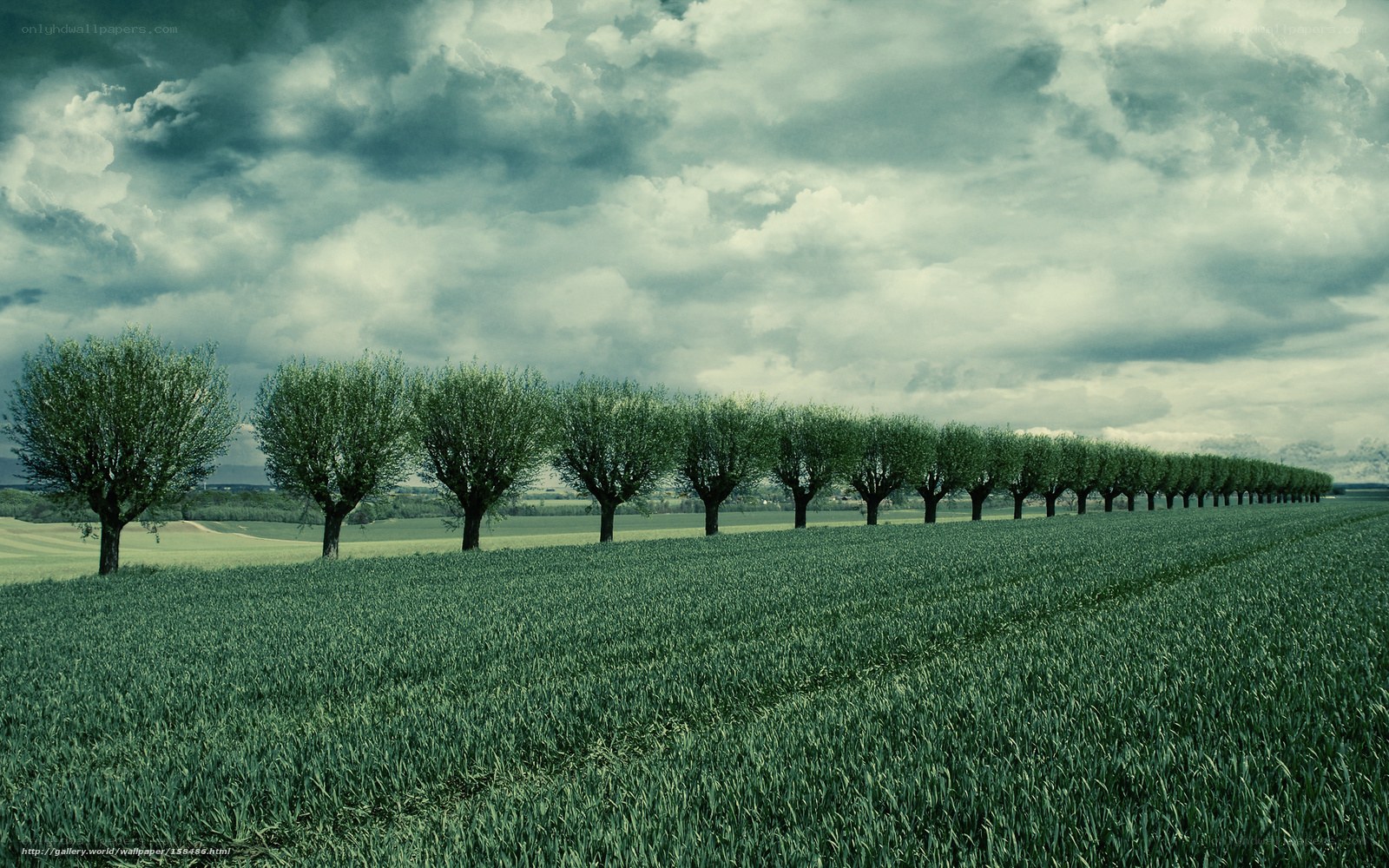 Row of trees in green field