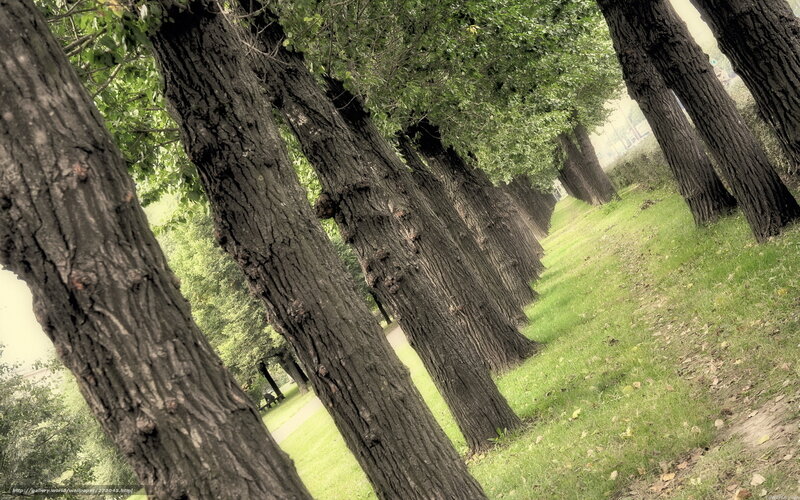 Row of Trees in Park — Green, Serene