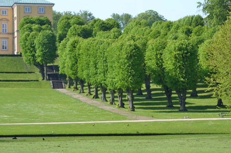 Row of Trees in Park — Green