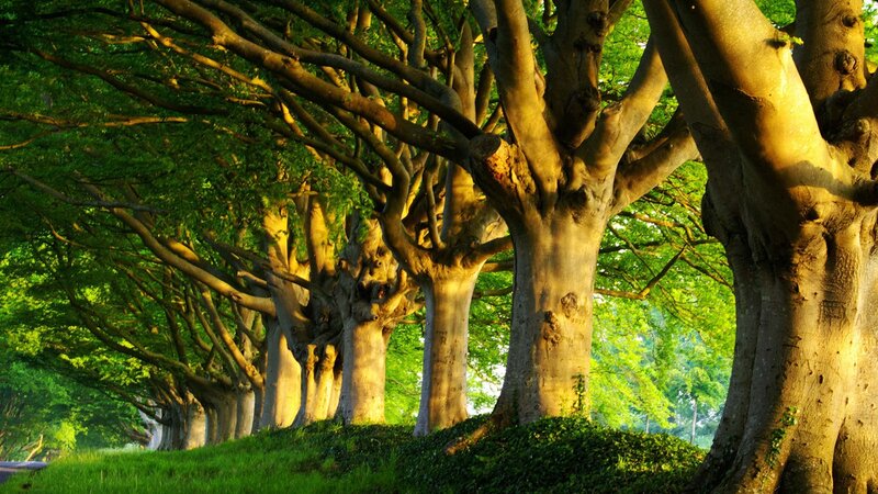 Row of Trees in Park