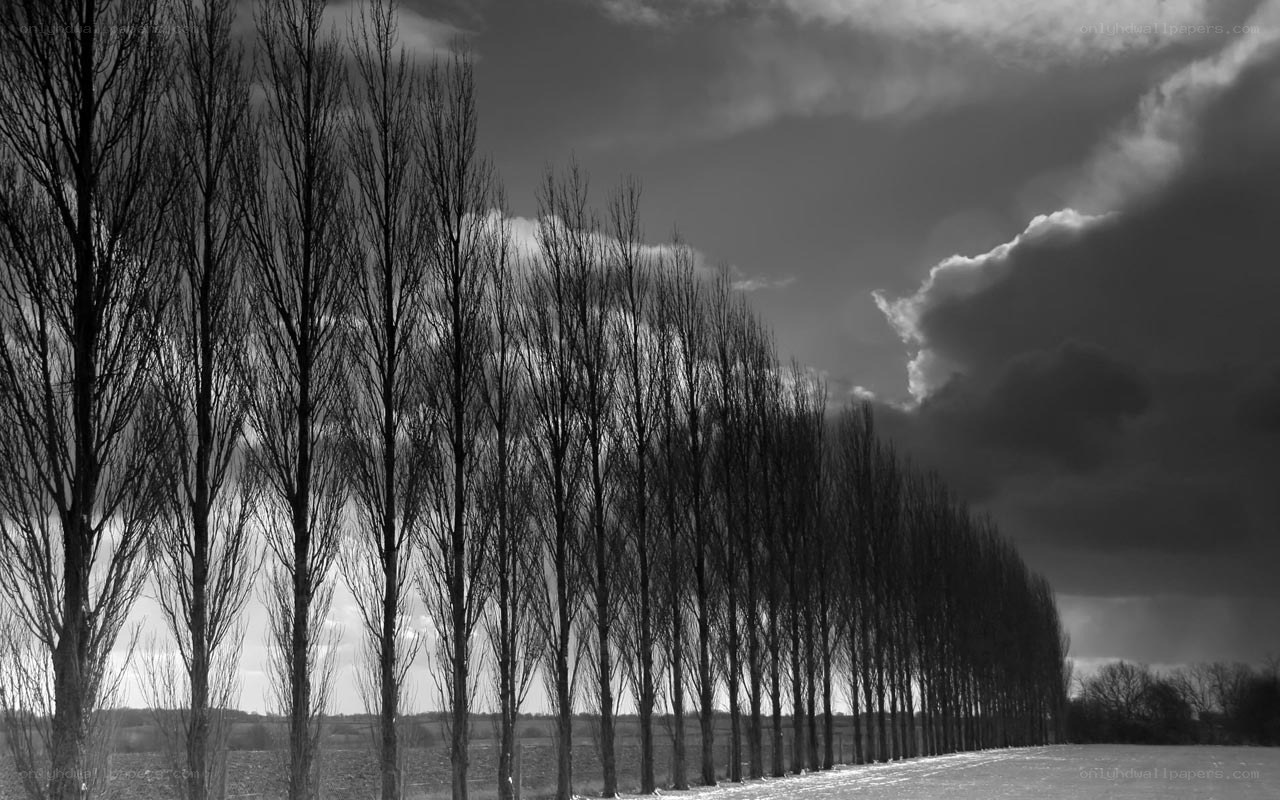 Row of trees under cloudy sky