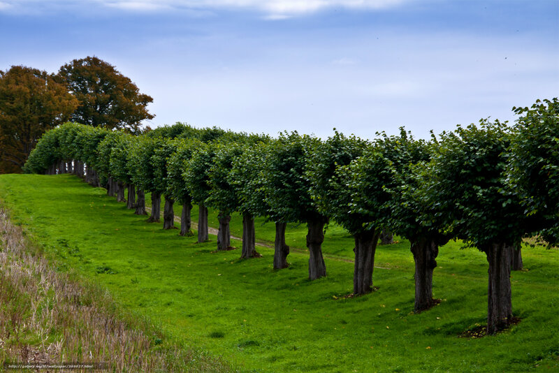 Row of trimmed trees on a hill