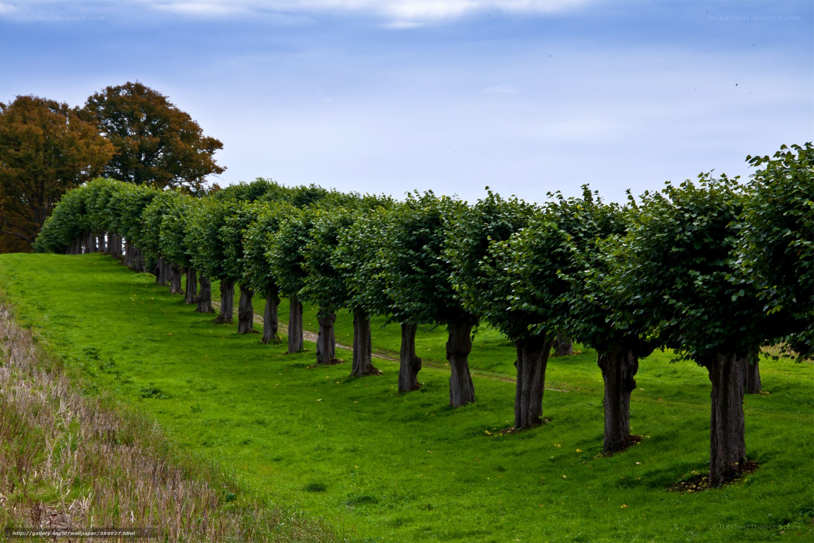 Row of trimmed trees on a hill