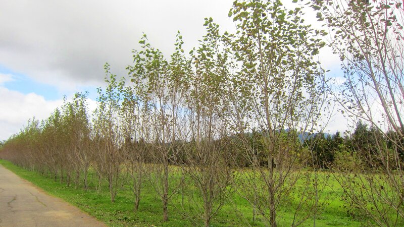 Row of Young Trees