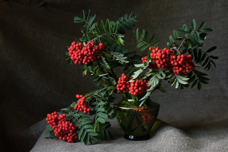 Rowan Berries in Vase — Red