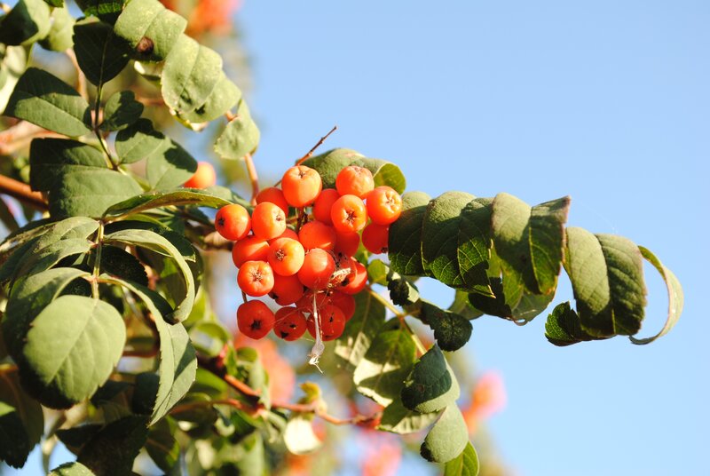Rowan berries on a branch