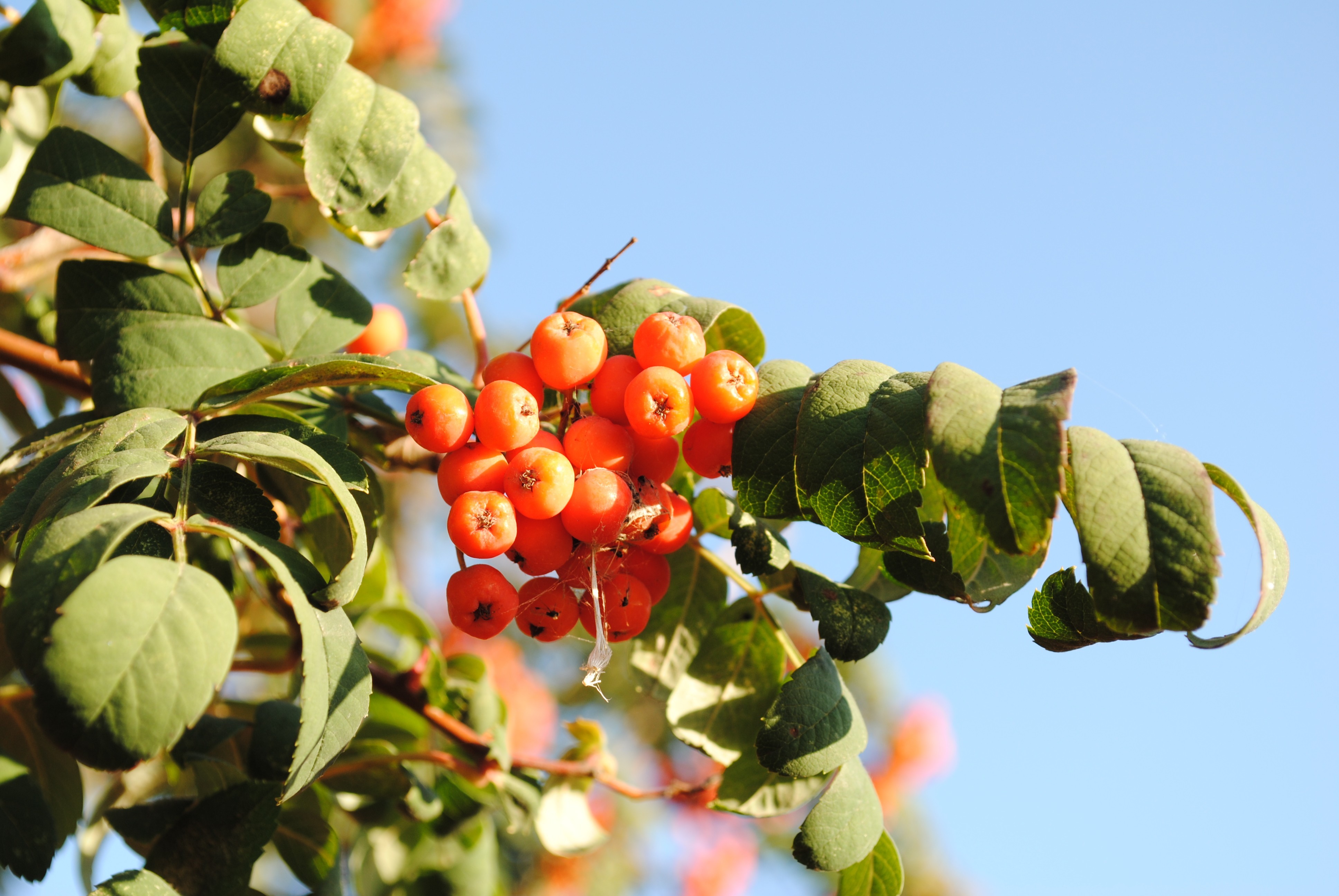 Rowan berries on a branch