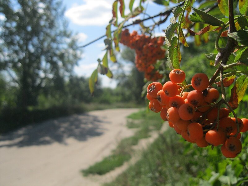 Rowan berries on a country path