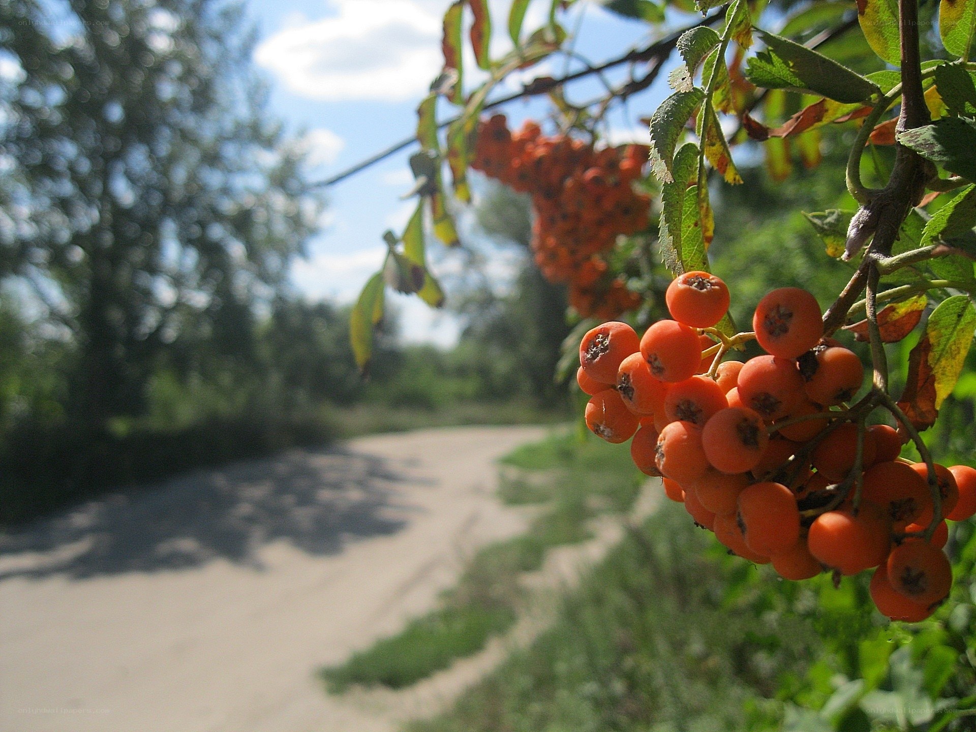 Rowan berries on a country path