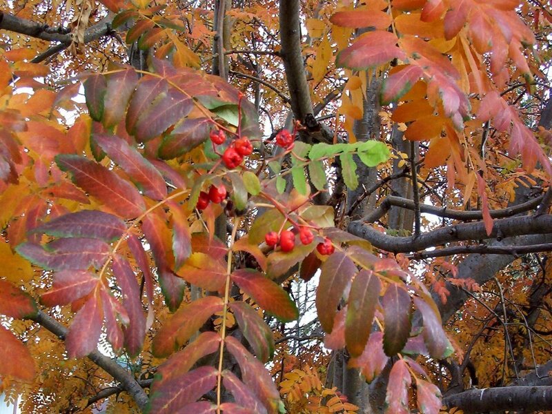 Rowan Berries on Branch