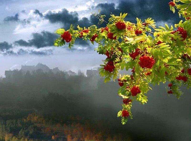 Rowan Branch with Berries