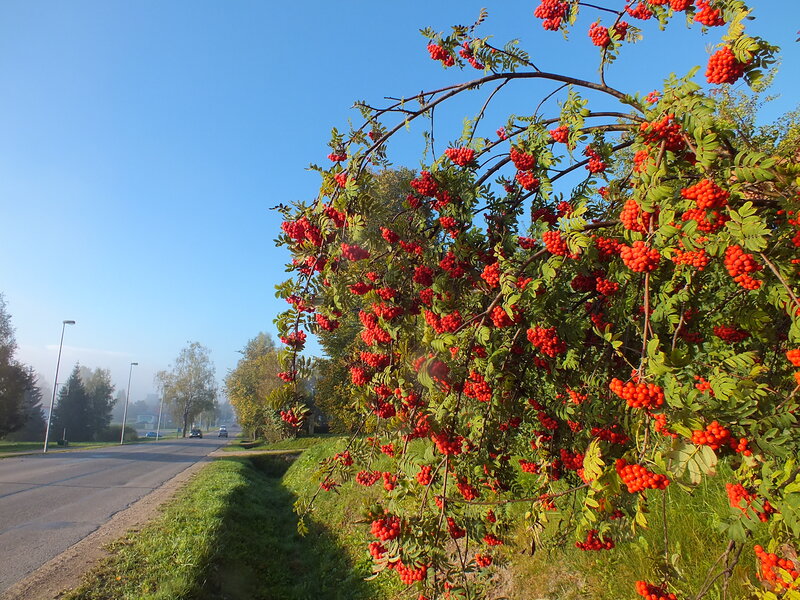 Rowan Bush with Berries