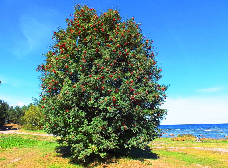 Rowan Tree with Berries — Green, Serene, Afternoon