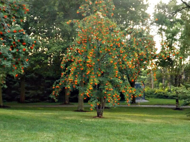 Rowan Tree with Berries — Green, Serene