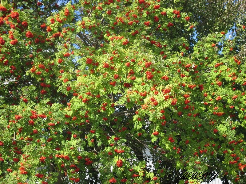 Rowan Tree with Berries — Green