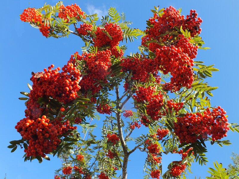 Rowan Tree with Berries — Red, Bright